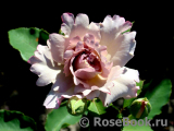 Couture Rose Tilia Couture Rose Tilia