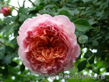 Abraham Darby Abraham Darby