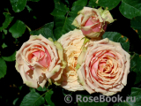 Eden Romantica ® Eden Romantica ®