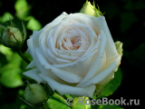 Madame Anisette ® Madame Anisette ®