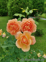 Lady of Shalott 
