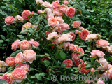 Amandine Chanel Amandine Chanel