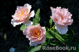 Couture Rose Tilia Couture Rose Tilia