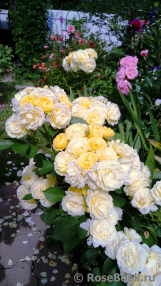 Golden Border Golden Border