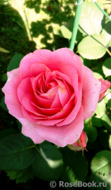 Amandine Chanel Amandine Chanel