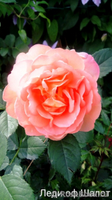 Lady of Shalott Lady of Shalott