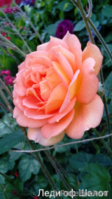Lady of Shalott Lady of Shalott