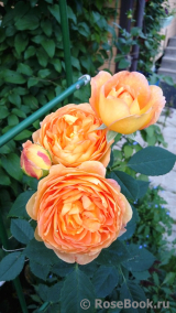 Lady of Shalott Lady of Shalott