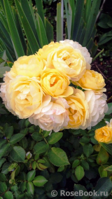 Golden Border Golden Border