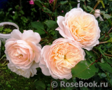 Crocus Rose® Crocus Rose®