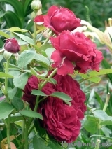 Rose des 4 Vents Rose des 4 Vents