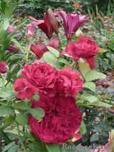 Rose des 4 Vents Rose des 4 Vents