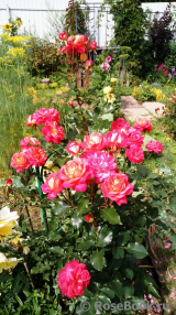 Midsummer Midsummer