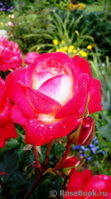 Midsummer Midsummer