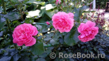 Rosarium Uetersen Rosarium Uetersen