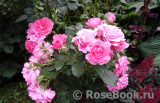 Rosarium Uetersen Rosarium Uetersen