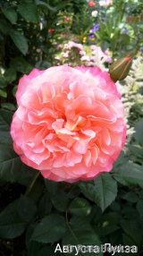 Augusta Luise Augusta Luise