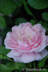 Abraham Darby Abraham Darby