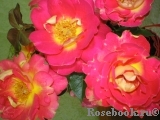 Decor Arlequin Decor Arlequin