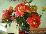 Decor Arlequin Decor Arlequin