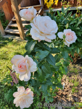 Chandos Beauty Chandos Beauty