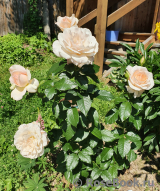 Chandos Beauty Chandos Beauty