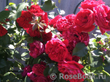 Florentina -