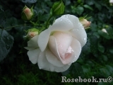 Aspirin Rose Aspirin Rose