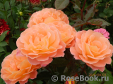 Rosemary Harkness 