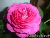 Heidi Klum Rose Heidi Klum Rose