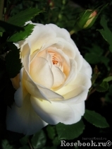 Crocus Rose® Crocus Rose®
