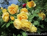 Golden Celebration® Golden Celebration®