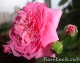 Magenta Diadem Magenta Diadem