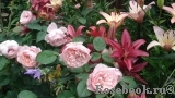 The Alnwick Rose The Alnwick Rose