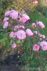 Heavenly Pink Heavenly Pink
