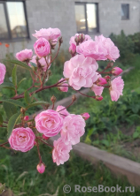 Heavenly Pink Heavenly Pink