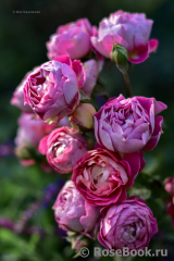 Centenaire de l'Haÿ-les-roses ® Centenaire de l'Haÿ-les-roses ®