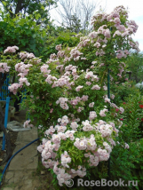 Heavenly Pink Heavenly Pink