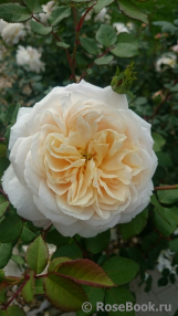 Crocus Rose® 