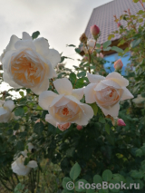 Crocus Rose® Crocus Rose®