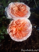 Crown Princess Margareta® Crown Princess Margareta®
