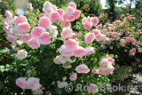Roseraie du Chatelet ® Roseraie du Chatelet ®