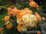 Marigold Sweet Dream Marigold Sweet Dream