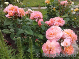 Augusta Luise Augusta Luise