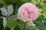 Mariatheresia Mariatheresia