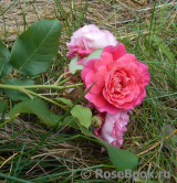 Les blouses roses ® Les blouses roses ®