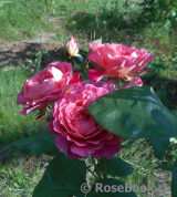 Les blouses roses ® Les blouses roses ®