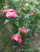 Les blouses roses ® Les blouses roses ®