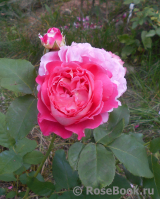 Les blouses roses ® Les blouses roses ®