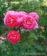 Les blouses roses ® Les blouses roses ®